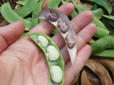 خواص دارویی لوبیا لیما