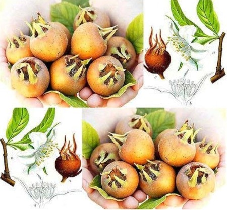 میوه انبوه