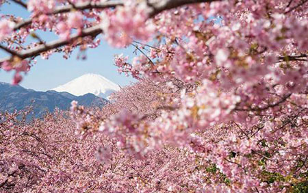 جشن شکوفه های گیلاس در ژاپن , آداب و رسوم