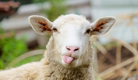 فواید زبان گوسفند, روش پخت زبان گوسفند, خواص زبان گوسفند