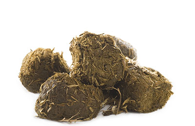 تعبیر خواب سرگین,سرگین,تعبیر خواب سرگین