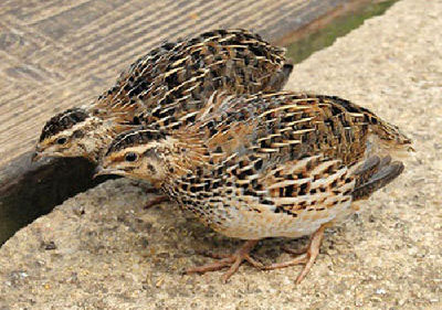 تعبیر خواب سمانه,سمانه,تعبیر خواب گرفتن سمانه