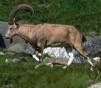 تعبیر خواب بزکوهی,بزکوهی,تعبیر دیدن بزکوهی در خواب