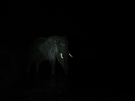 حکایت فیل در تاریکی, حکایت فیل مولانا, حکایت فیل در تاریکی مولانا