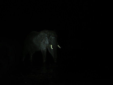 [عکس: elephant-darkness1-2.jpg]