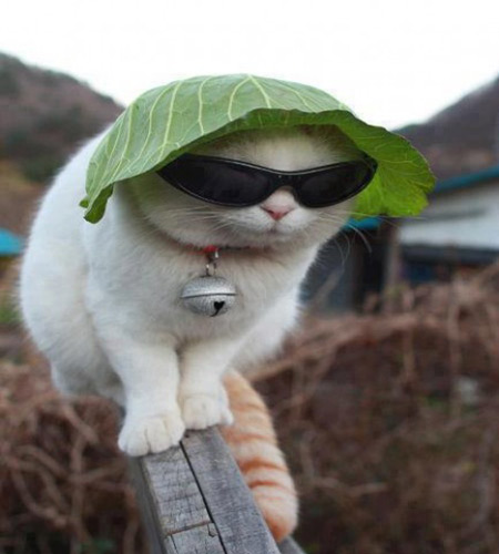 عکس خنده دار حیوانات با متن