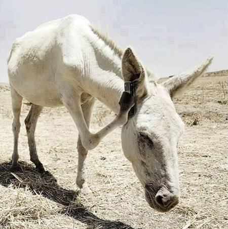 عکس خنده دار حیوانات با متن