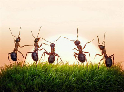 مثبت اندیش, زندگی مورچه ها
