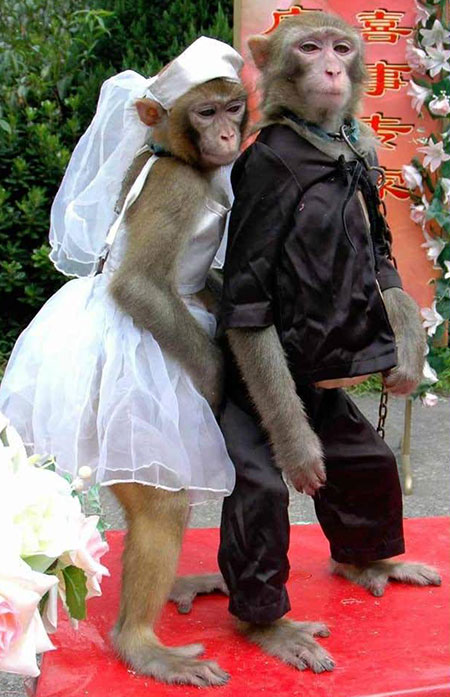 جشن عروسی حیوانات ,ازدواج حیوانات 