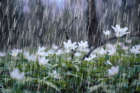 یک حکایت درباره باران,یک حکایت زیبا و جالب درباره باران,یک حکایت جالب درباره باران