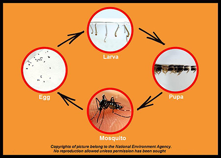ویژگی های فیزیکی پشه های آئدس, چرخه زندگی و رفتار پشه های آئدس, نکته مهم در مورد پشه های Aedes