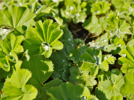 گیاه پای شیر, خاصیت گیاه پای شیر