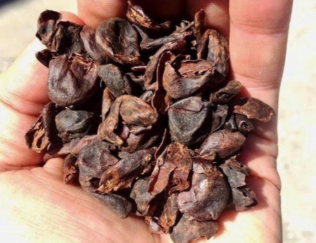 کاسکارا چیست, چگونه کاسکارا دم کنیم