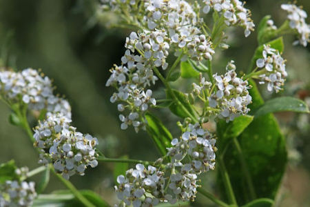 گیاه حماض, شیطرج