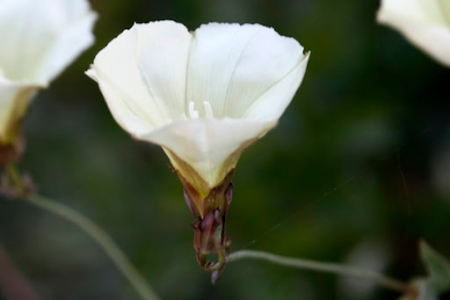 سقمونیا, خواص سقمونیا