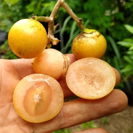 خواص سپستان سپتان