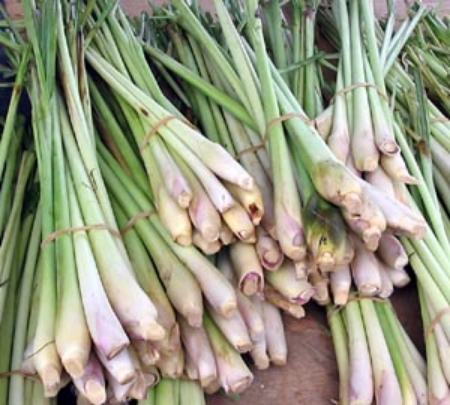 اذخر مکی, روغن اذخر مکی