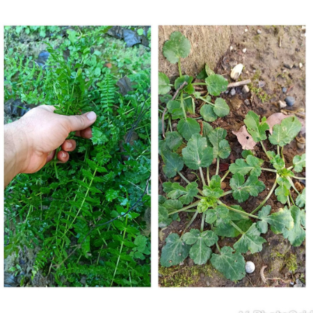 اناریجه, خواص درمانی اناریجه