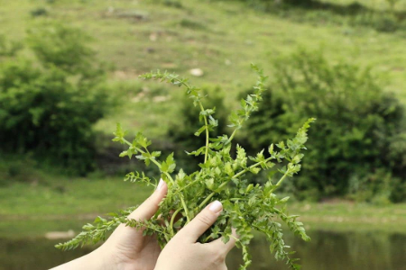 اناریجه, خواص درمانی اناریجه