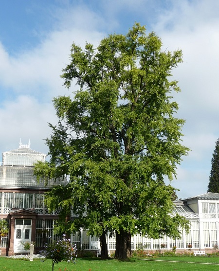 شاخه های جینکوبیلوبا, خواص جینکوبیلوبا, عوارض جینکوبیلوبا