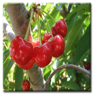 میوه ای مفید برای سلامت قلب و عروق