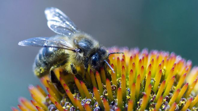 درمان زنبورزدگی, خطرات زنبورزدگی