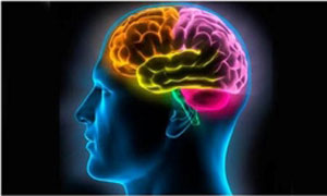 سلول‌های عصبی, بهبود حافظه