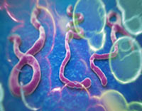 ویروس ابولا,بیماری ابولا,علائم بیماری ابولا