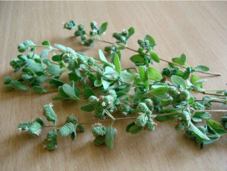 خواص مرزنگوش, فواید مرزنجوش در طب سنتی