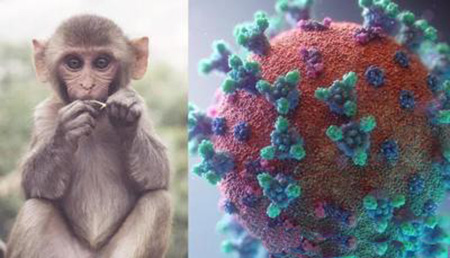 بیماری آبله میمونی, ویروس آبله, ویروس آبله میمون