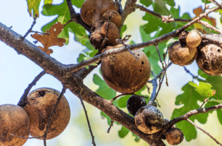 مازو, مازو برای عفونت واژن