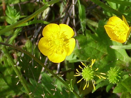 پنجه گربه,گیاه پنجه گربه,آشنایی با گیاه پنجه گربه