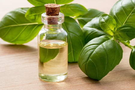 روغن ریحان, روغن ریحان برای گوش