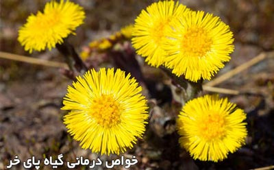 پای خر,خواص درمانی پای خر,خواص پای خر