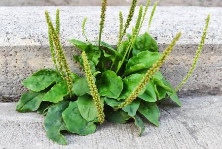 طریقه مصرف بارهنگ برای سرفه
