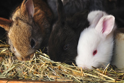 درمان تب خرگوشی, علائم تب خرگوشی