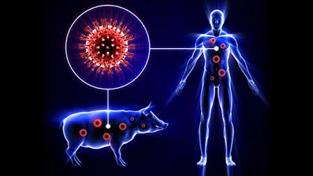 نشانه های بیماری آنفولانزای خوکی,آنفولانزای خوکی,درمان آنفولانزای خوکی