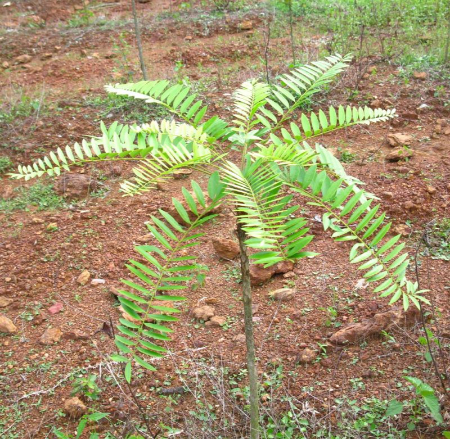 مصرف طولانی تونکات علی ممکن است به کبد آسیب بزند قرص دویلتفین, دویلتفین برای آرتروز