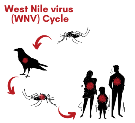 ویروس نیل غربی, درمان ویروس نیل غربی 