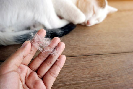 چگونه موی حیوانات خانگی را از سطوح مختلف پاک کنیم,پاک کردن موی حیوانات خانگی از سطوح,پاک کردن موی حیوانات خانگی از سطوح وفرش
