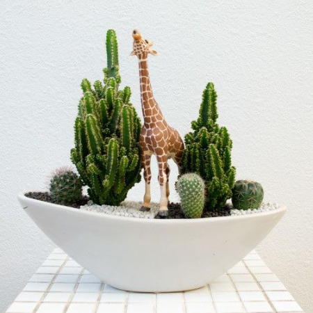 تزیین با کاکتوس, چیدمان کاکتوس