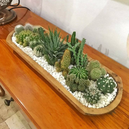 تزیین با کاکتوس, چیدمان کاکتوس