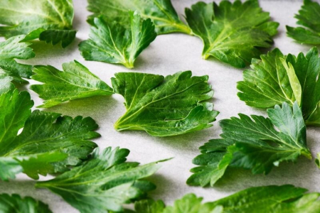 خشک کردن برگ کرفس, طرز خشک کردن برگ کرفس