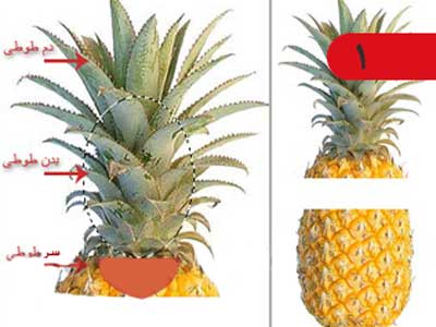 تزیین آناناس به شکل طوطی