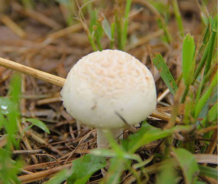 تشخیص قارچ های باکیفیت, نحوه خرید قارچ