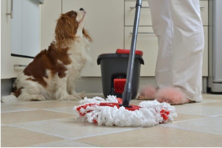 نکات مهم درمورد نظافت خانه با حیوان خانگی,ترفندهای نظافت منزل با حیوانات خانگی,نظافت حیوان خانگی و چگونگی از بین بردن بوی بد حیوانات