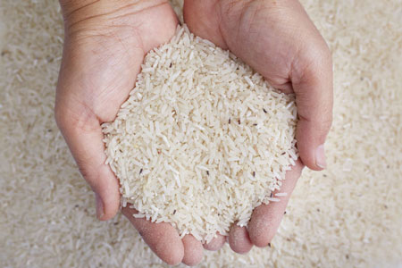 شپشک برنج,شپشک برنج چیست,روش های جلوگیری شپشک برنج