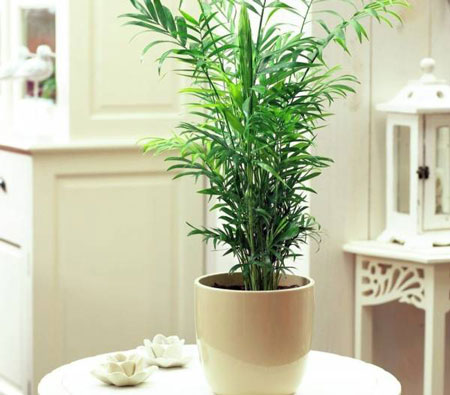 گیاه مناسب اتاق خواب ,گل های مناسب اتاق خواب,انواع گیاه مناسب اتاق خواب