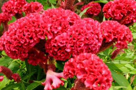 انواع گلهای قابل استفاده در دسته گل ها, گلهای قابل استفاده در دسته گل ها, گل تاج خروس
