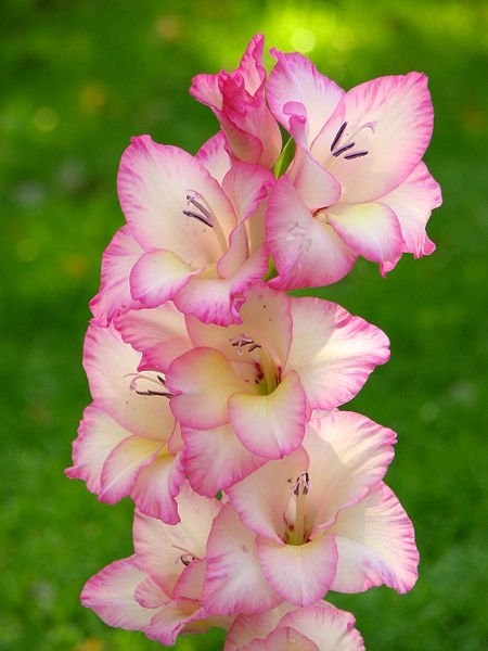 انواع گلهای قابل استفاده در دسته گل ها, گلهای قابل استفاده در دسته گل ها,گل گلایل